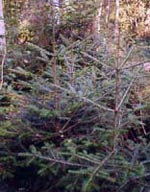 Msa Abies Pectinata 50 Ml - Lovesano