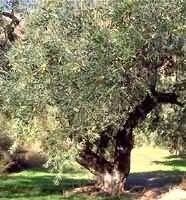 Msa Olea Europea 50 Ml - Lovesano