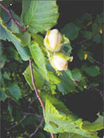 Msa Corylus Avellana 50 Ml - Lovesano