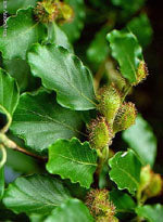 Msa Fagus Sylvatica 50 Ml - Lovesano