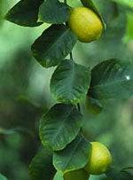 MSA CITRUS LIMONUM 50ML - Lovesano