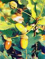 MSA QUERCUS PEDUNCOL 50ML - Lovesano