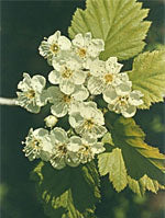 MSA CRATAEGUS OXYACA 50ML - Lovesano 
